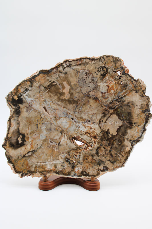 Petrified Wood