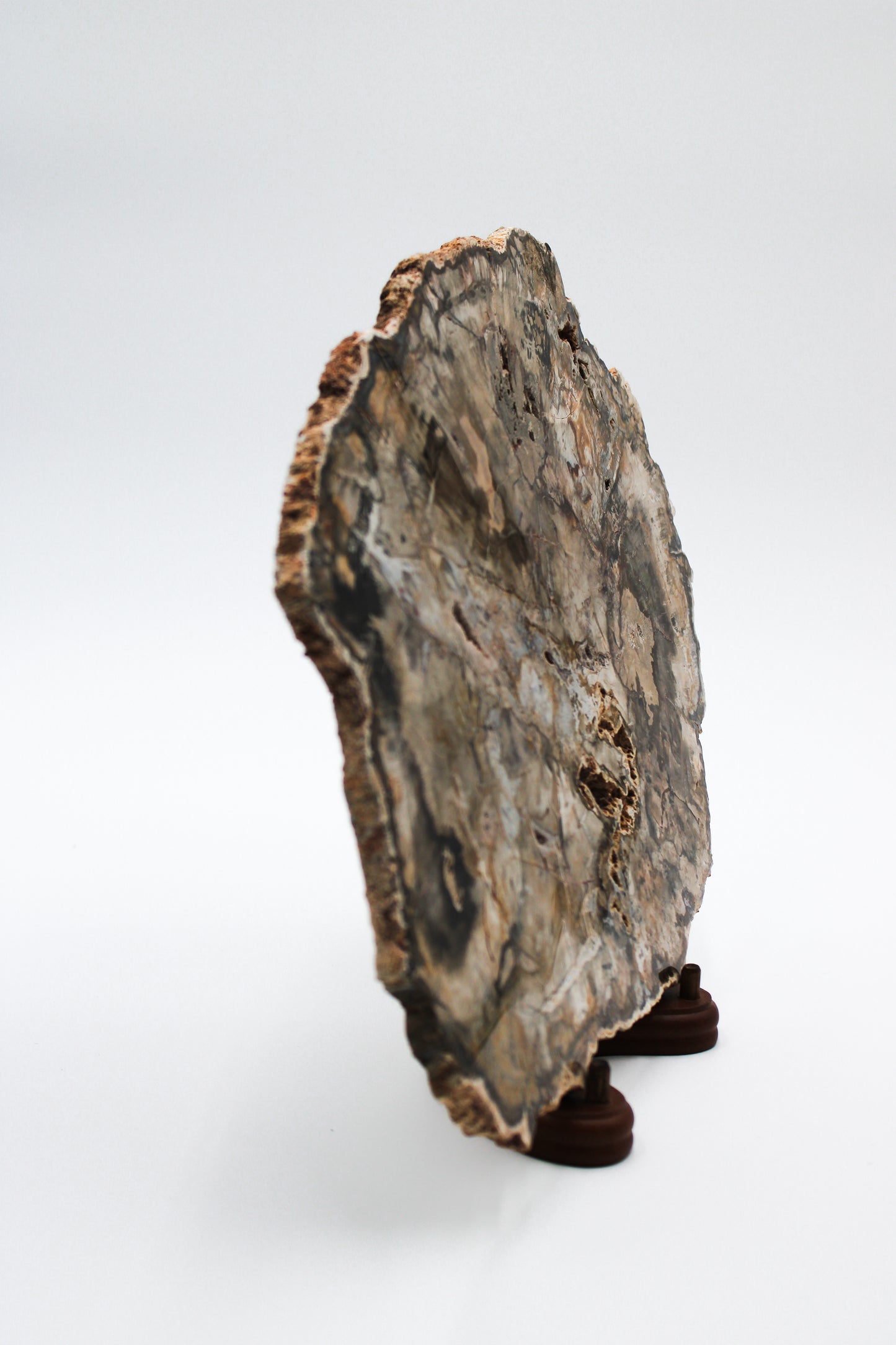 Petrified Wood