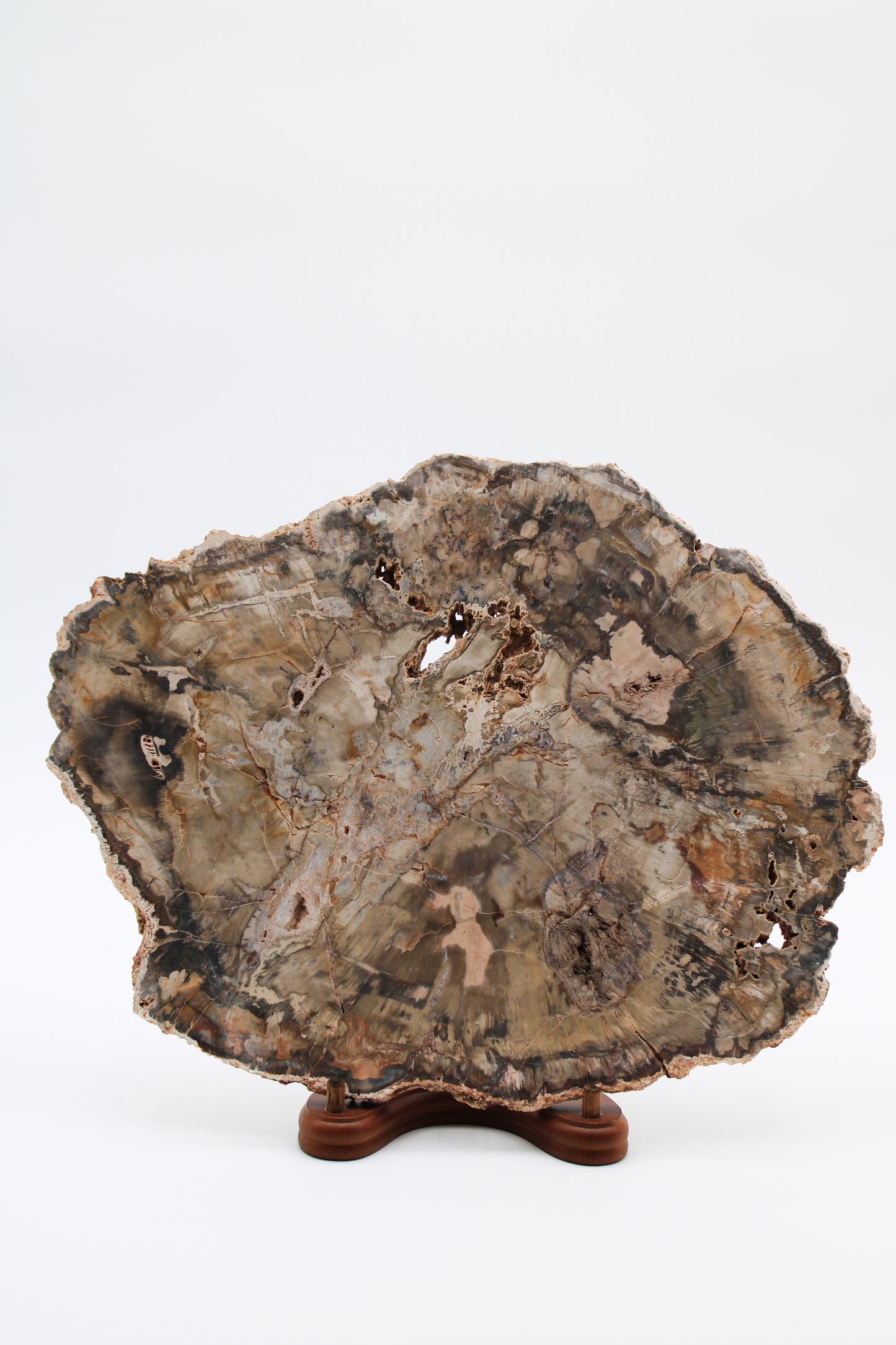 Petrified Wood